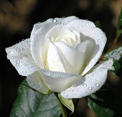 Rosa blanca