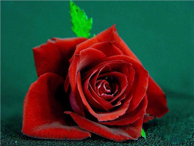 Una sola rosa