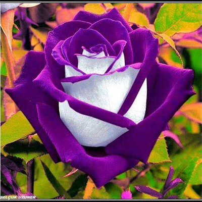 Rosas moradas