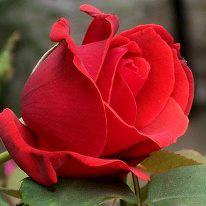Rosas rojas