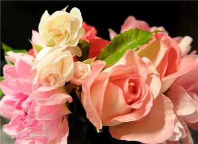 Rosa rosas
