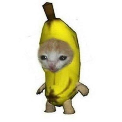 Apakah Kamu Pecinta Kucing