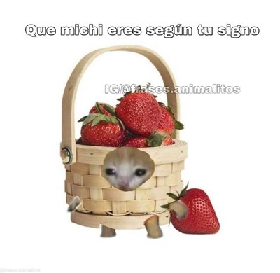 Que michi eres?