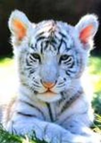 What Animal Are You