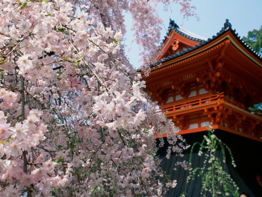 Ce Zodie Esti In Japonia?