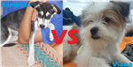 Bmbina Vs Viana