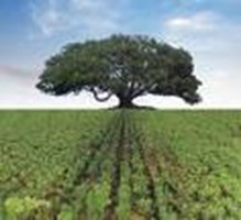 Kök Ağacına Göre Karakterin-Yüzleşme. Celtıc Ast. 