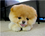 The Cutest Dog !