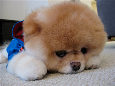 BOO