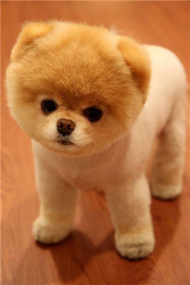 CUTE DOG