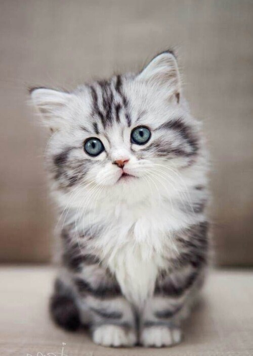 Minnoş kedi