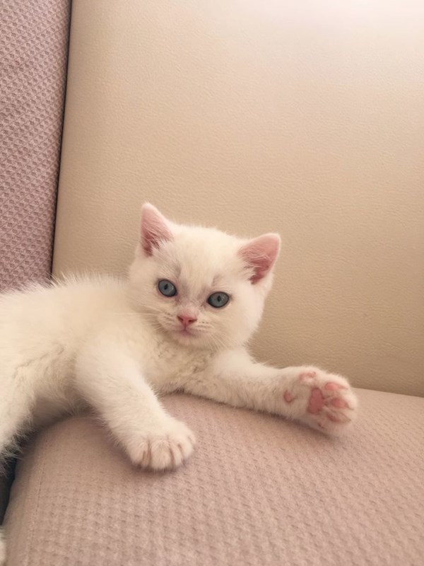 Beyaz kedi