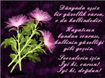Doğumgünü Hediyeleri