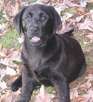 What Kind Of Dog Is Bst For U