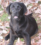 What Kind Of Dog Is Bst For U
