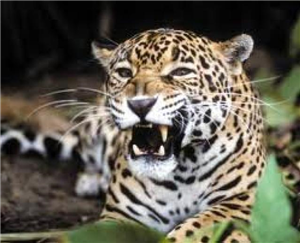 Que Animal Eres??