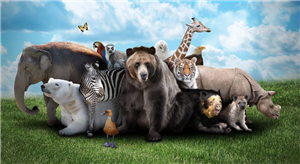 Que Animal Eres