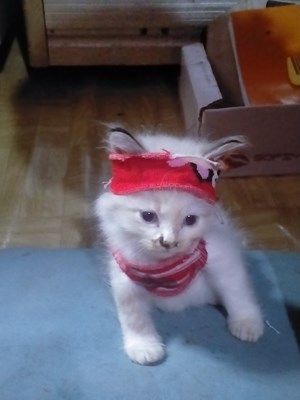 KAU SUKA APA
