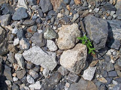 Which Rock Is Best?