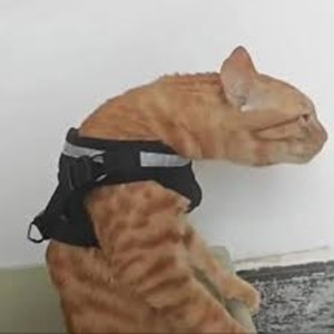 Seberapa tau kalian tentang ku 
