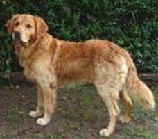 Sana Uygun Köpek Türü Ne?