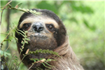 Sloth Gif Giver