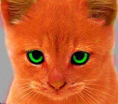 What Is Your Inner Animal