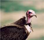 Hangi Hayvandan Geldin