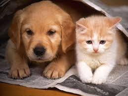 ¿Que Animal Eres?