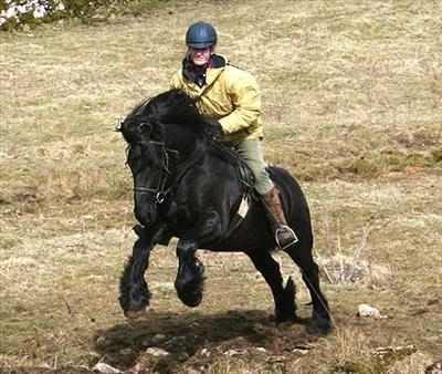 Ponies Or Horses ? 