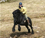 Ponies Or Horses ? 