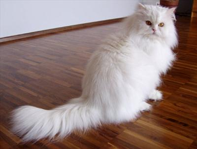 What Kind Of Kitty Are You?