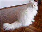 What Kind Of Kitty Are You?