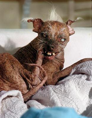 Ugly Or Pretty