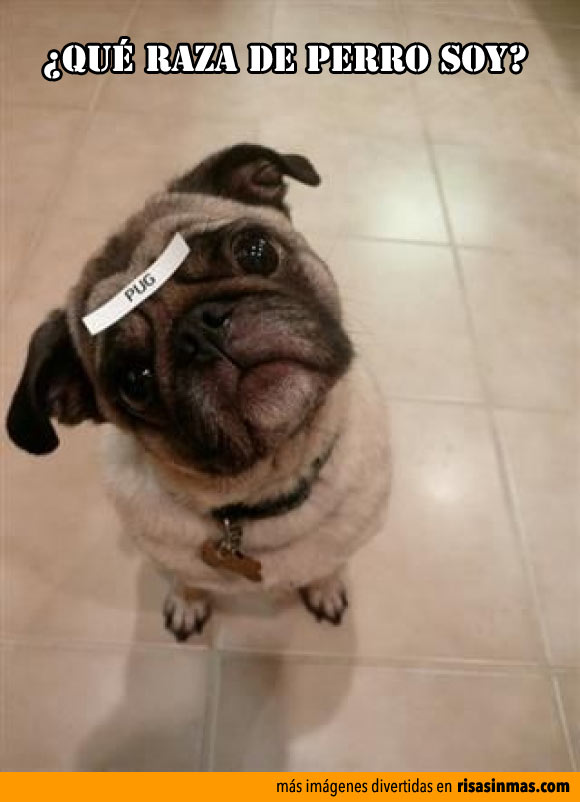 Que Raza De Perro Eres