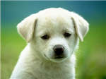 Iluvpups!!