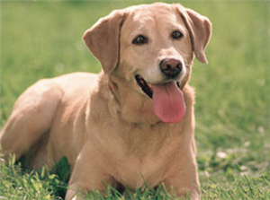 Hangi Köpek Olabilirsin?