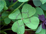Lucky Or Unlucky
