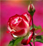 Beautiful Flowers