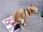 Send Dog Poo!