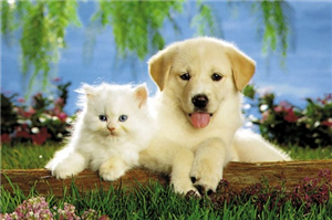 ¿Eres Gato O Perro