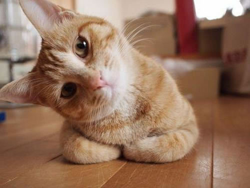 What Cat Are You?