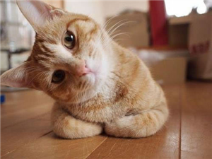 What Cat Are You?