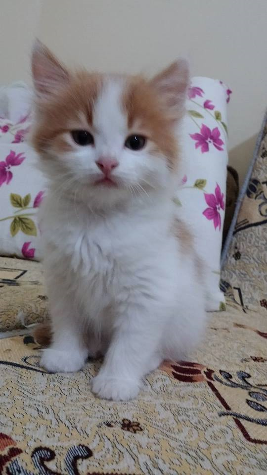 Ce Animal Ești ?