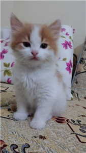 Ce Animal Ești ?