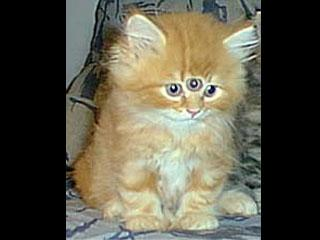 Wierd,Cute,Or Scary