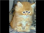 Wierd,Cute,Or Scary