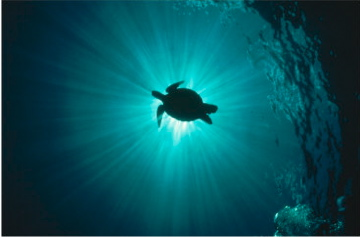 Are You Better Than Turtles?