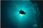 Are You Better Than Turtles?