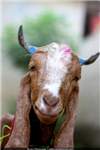 Free Qurbani Animal For You 2013